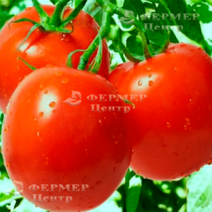 Палліна F1 - томат детермінантний, 10 000 насінин, Agri Saaten Німеччина фото, цiна